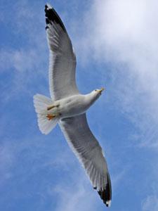 seagull 1