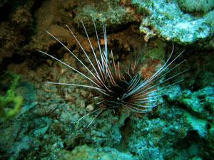 Lionfish