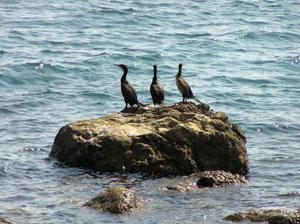 seabirds