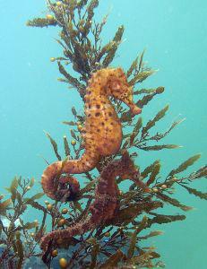 seahorse1