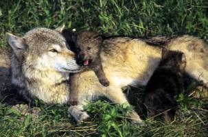 wolf mother