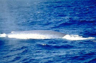 whalefin
