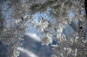 frostybranches