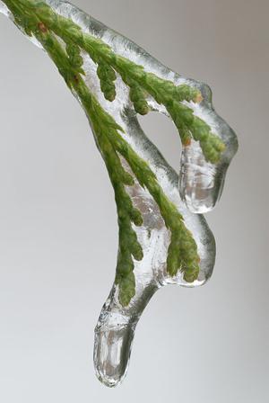 icicle4