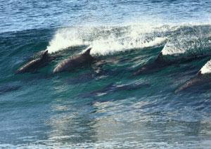 dolphins