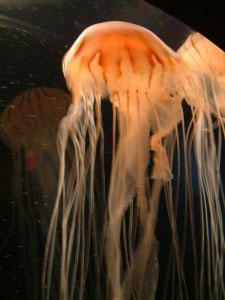 jellyfish2