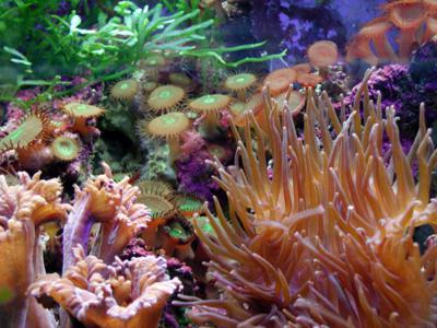 Coral Reef