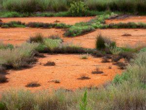 saltmarsh