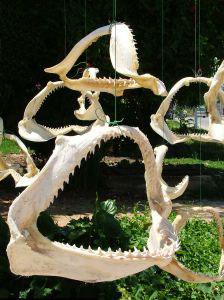 shark jaws