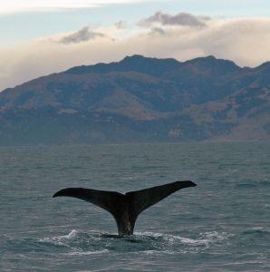 whale tail